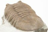 Prone Asaphus Plautini Trilobite Fossil - Russia #200403-3